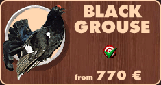 Black grouse hunting in Belarus.