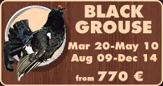 Black grouse hunting in Belarus.