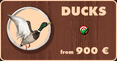 Ducks hunting in Belarus