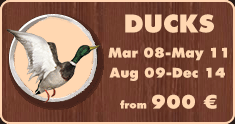 Ducks hunting in Belarus