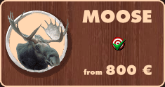 Moose hunting in Belarus