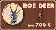 Roe buck hunt.