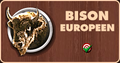 Chasse au bison en Bielorussie