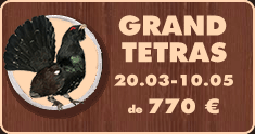 Chasse au grand tetras en printemps en Bielorussie