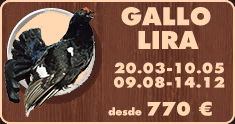 Caza de gallo lira en Bielorrusia