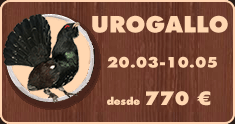 Caza de urogallo en Bielorrusia