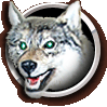 Lobo (Canis Lupus)